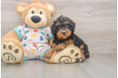 Funny Mini Bernedoodle Poodle Mix Pup