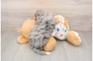 Funny Mini Bernedoodle Poodle Mix Pup