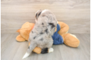 Sweet Mini Bernedoodle Baby