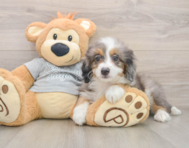8 week old Mini Bernedoodle Puppy For Sale - Simply Southern Pups