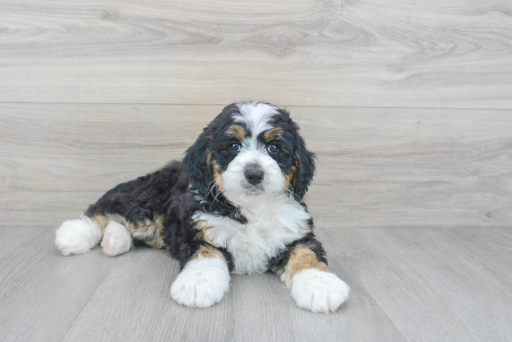 how smart is a bernedoodle