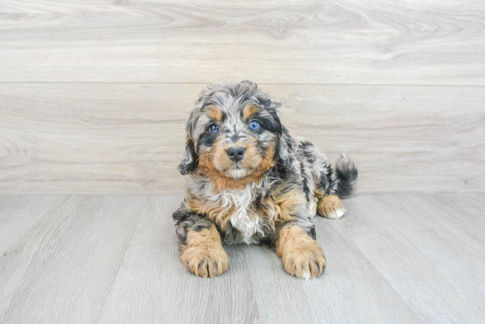 Hypoallergenic Bernadoodle Poodle Mix Puppy