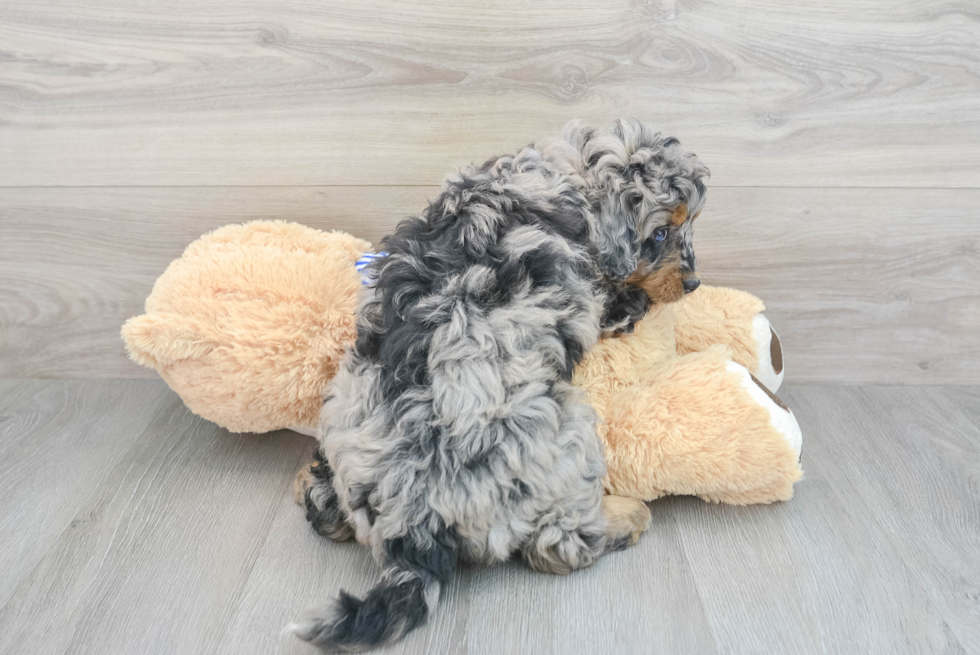 Best Mini Bernedoodle Baby