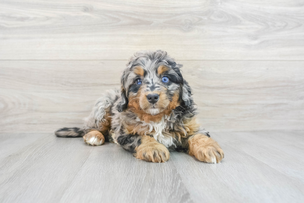 Best Mini Bernedoodle Baby