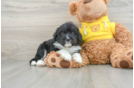 Best Mini Bernedoodle Baby