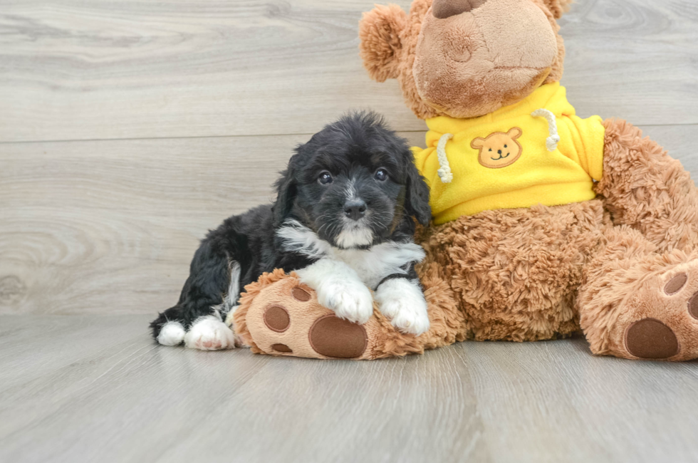 5 week old Mini Bernedoodle Puppy For Sale - Simply Southern Pups