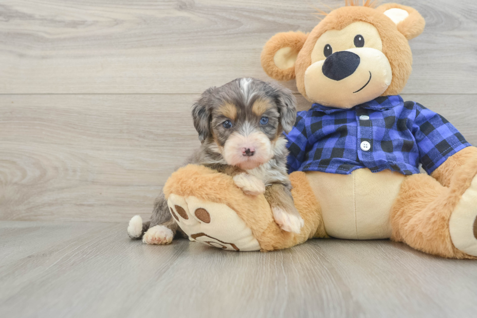 Mini Bernedoodle Pup Being Cute