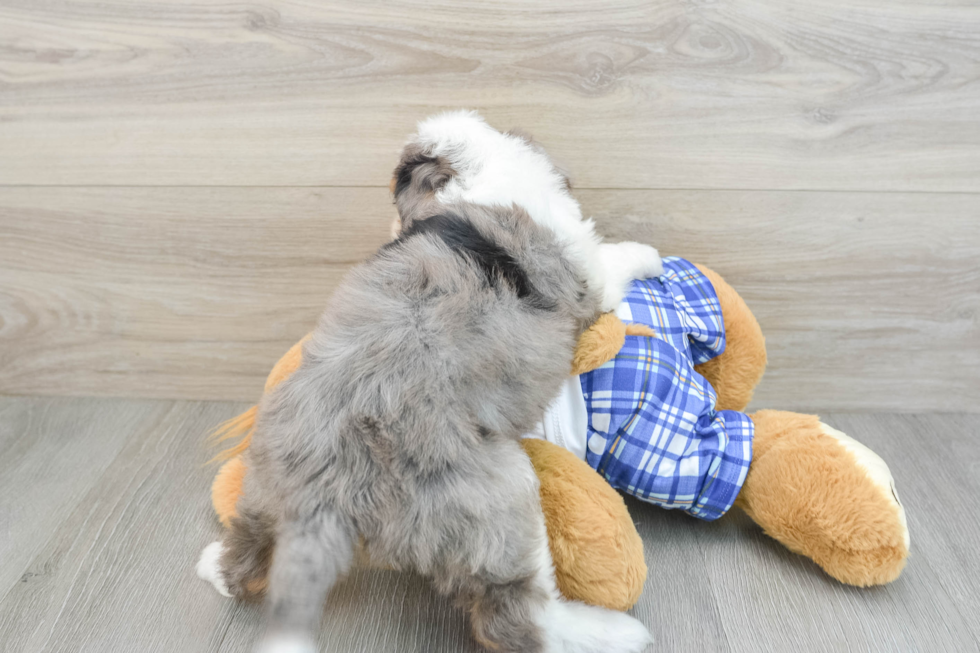 Petite Mini Bernedoodle Poodle Mix Pup