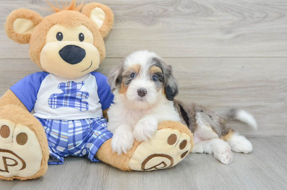 6 week old Mini Bernedoodle Puppy For Sale - Simply Southern Pups