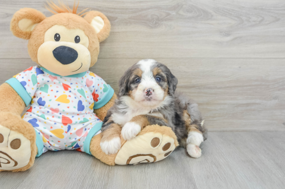 6 week old Mini Bernedoodle Puppy For Sale - Simply Southern Pups