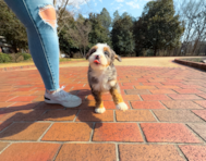 9 week old Mini Bernedoodle Puppy For Sale - Simply Southern Pups