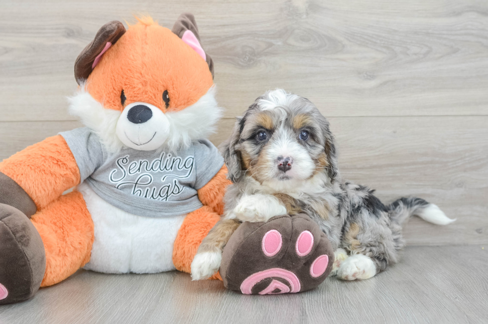 6 week old Mini Bernedoodle Puppy For Sale - Simply Southern Pups