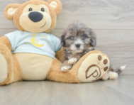 8 week old Mini Bernedoodle Puppy For Sale - Simply Southern Pups