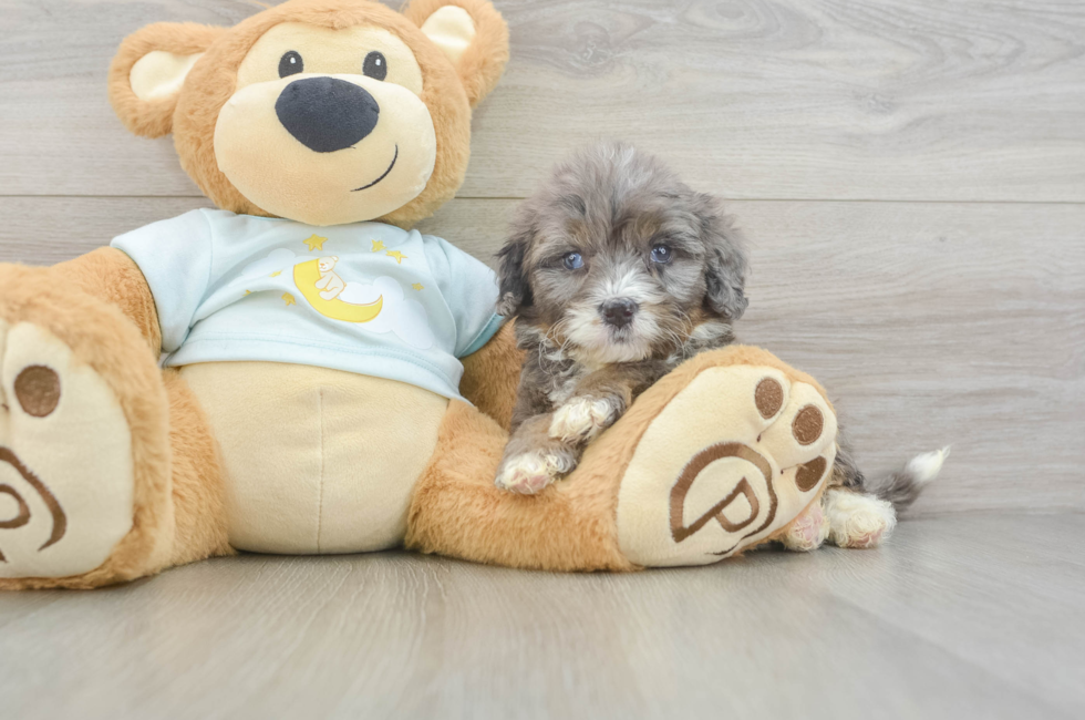 8 week old Mini Bernedoodle Puppy For Sale - Simply Southern Pups