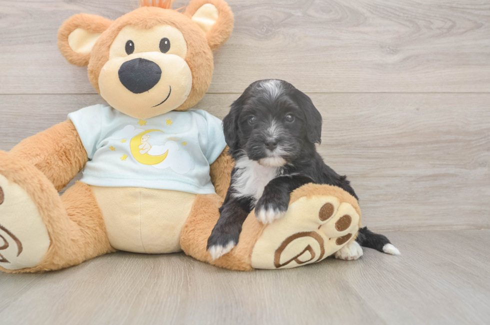 5 week old Mini Bernedoodle Puppy For Sale - Simply Southern Pups