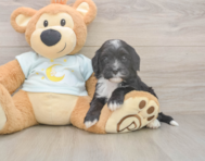 6 week old Mini Bernedoodle Puppy For Sale - Simply Southern Pups 6 week old Mini Bernedoodle Puppy For Sale - Simply Southern Pups