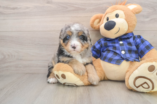 Little Bernadoodle Poodle Mix Puppy