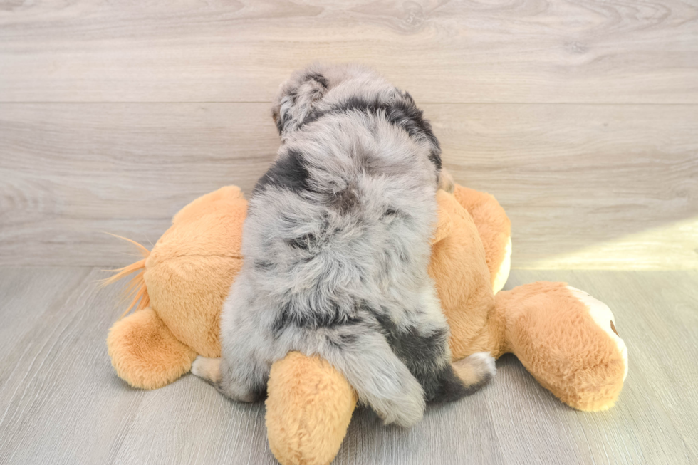 Smart Mini Bernedoodle Poodle Mix Pup