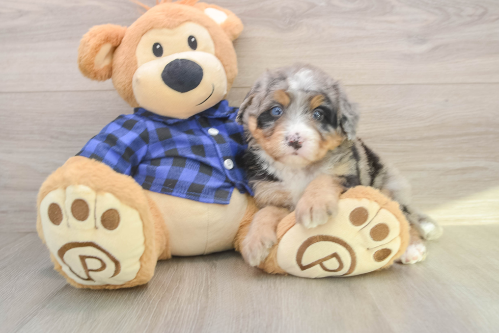 Mini Bernedoodle Puppy for Adoption