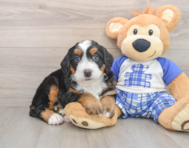 6 week old Mini Bernedoodle Puppy For Sale - Simply Southern Pups