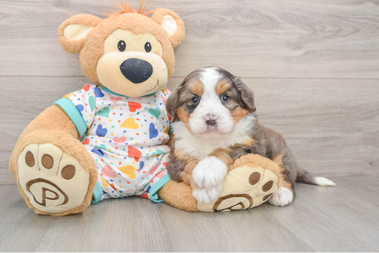 Adorable Mini Bernesedoodle Poodle Mix Puppy