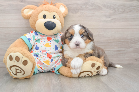 Adorable Mini Bernesedoodle Poodle Mix Puppy