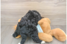 Sweet Mini Bernedoodle Baby