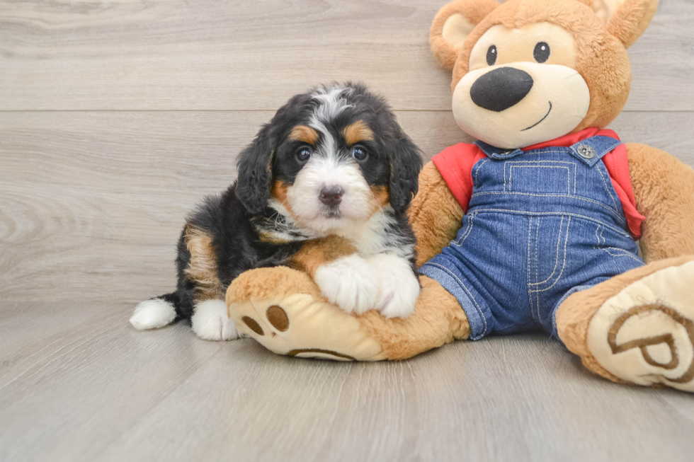 Cute Mini Bernedoodle Baby