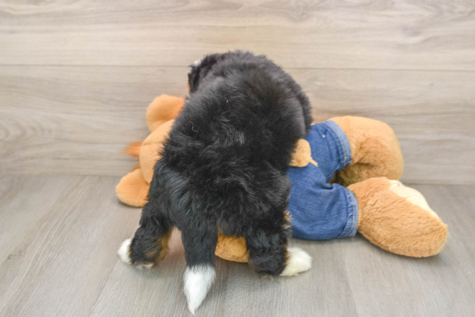 Best Mini Bernedoodle Baby
