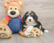 7 week old Mini Bernedoodle Puppy For Sale - Simply Southern Pups