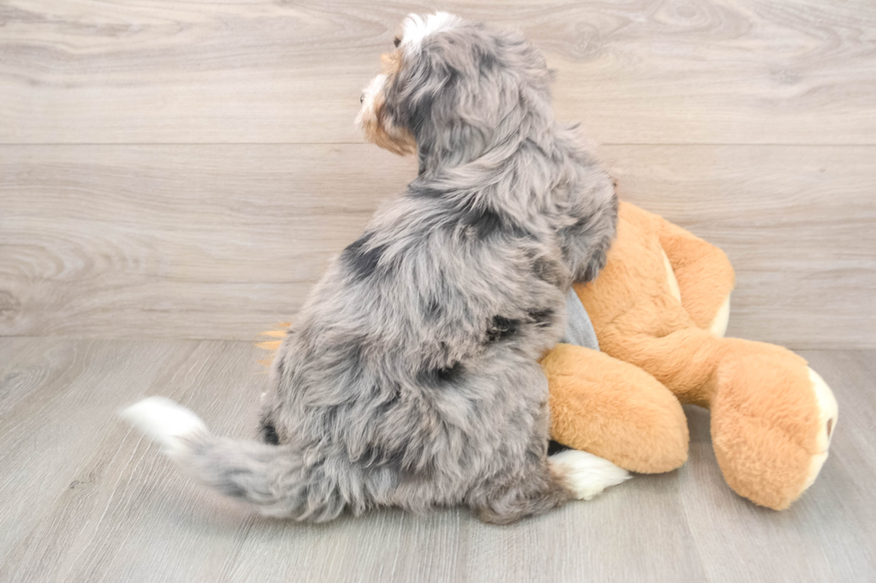 Cute Mini Bernedoodle Baby