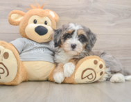 8 week old Mini Bernedoodle Puppy For Sale - Simply Southern Pups