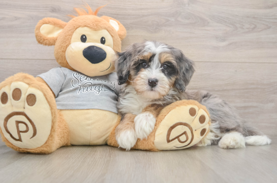 Adorable Mini Bernesedoodle Poodle Mix Puppy