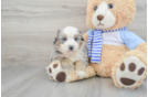 Petite Mini Bernedoodle Poodle Mix Pup
