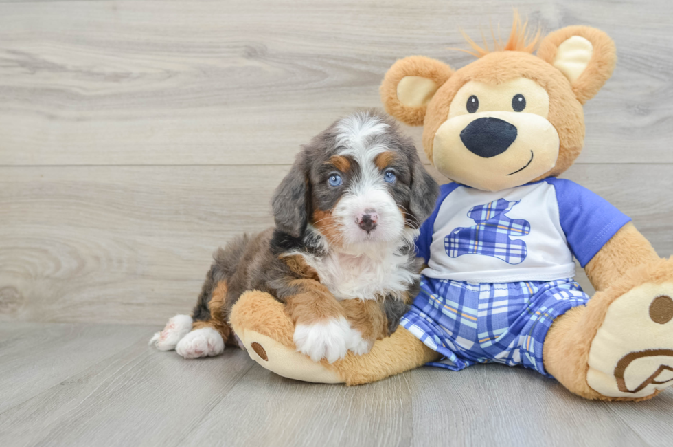 6 week old Mini Bernedoodle Puppy For Sale - Simply Southern Pups