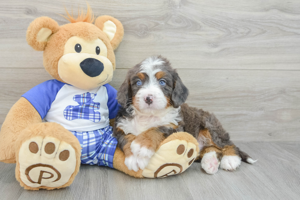 Mini Bernedoodle Puppy for Adoption