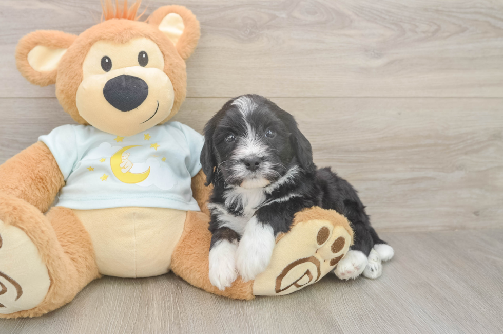 5 week old Mini Bernedoodle Puppy For Sale - Simply Southern Pups