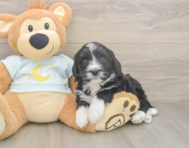 5 week old Mini Bernedoodle Puppy For Sale - Simply Southern Pups 5 week old Mini Bernedoodle Puppy For Sale - Simply Southern Pups