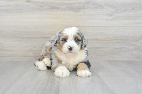 Petite Mini Bernedoodle Poodle Mix Pup