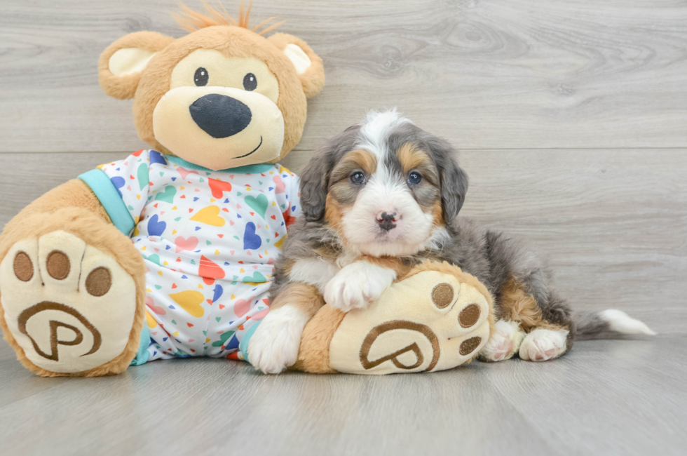 6 week old Mini Bernedoodle Puppy For Sale - Simply Southern Pups