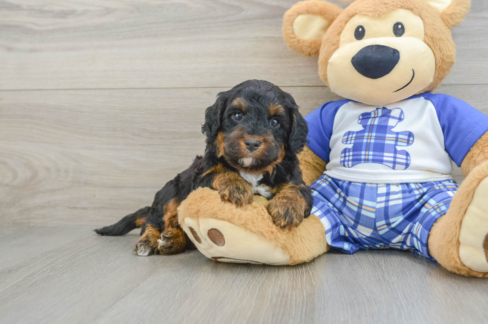 7 week old Mini Bernedoodle Puppy For Sale - Simply Southern Pups