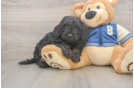 Best Mini Bernedoodle Baby