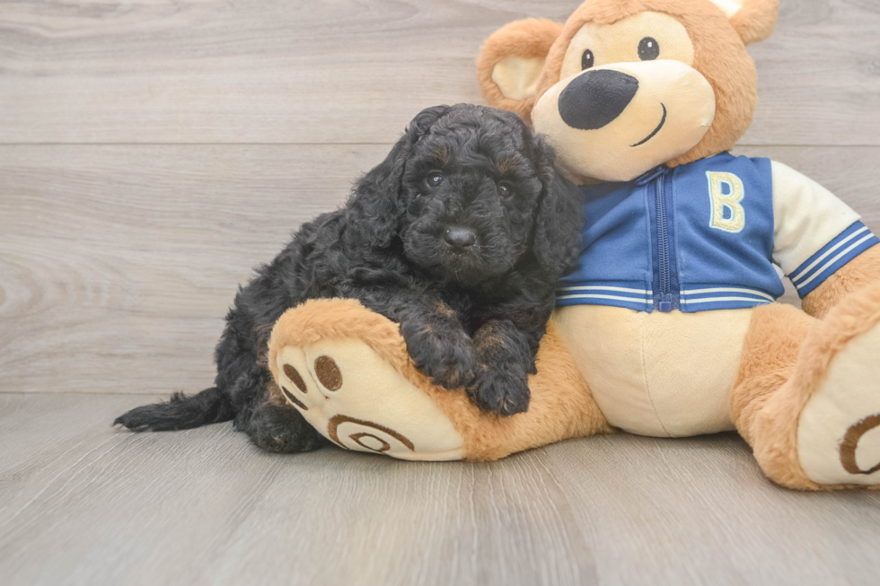 Best Mini Bernedoodle Baby