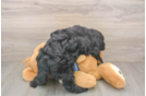 Small Mini Bernedoodle Baby
