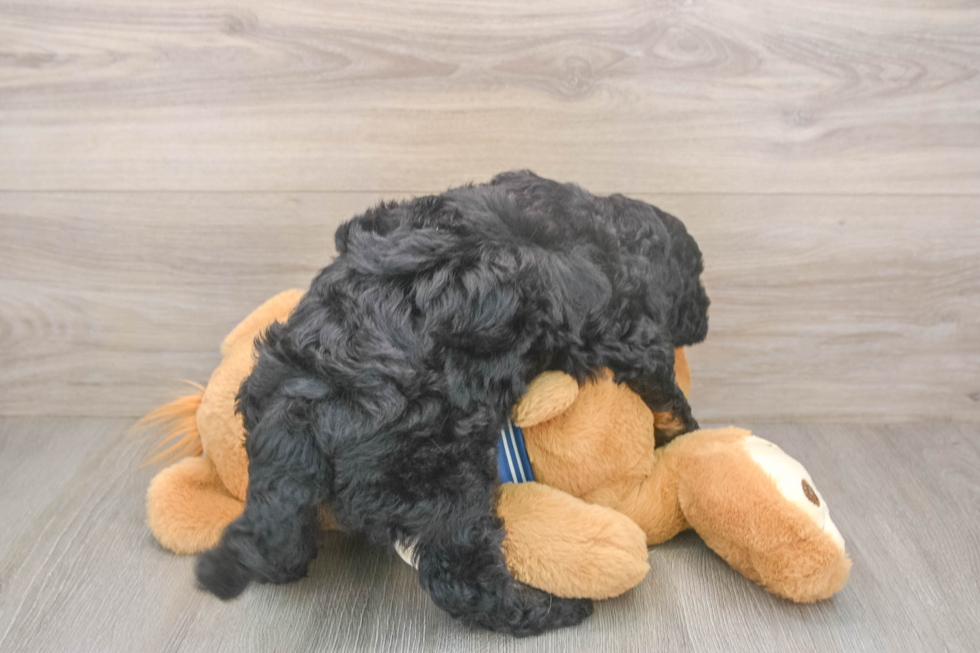 Small Mini Bernedoodle Baby