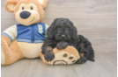 Sweet Mini Bernedoodle Baby