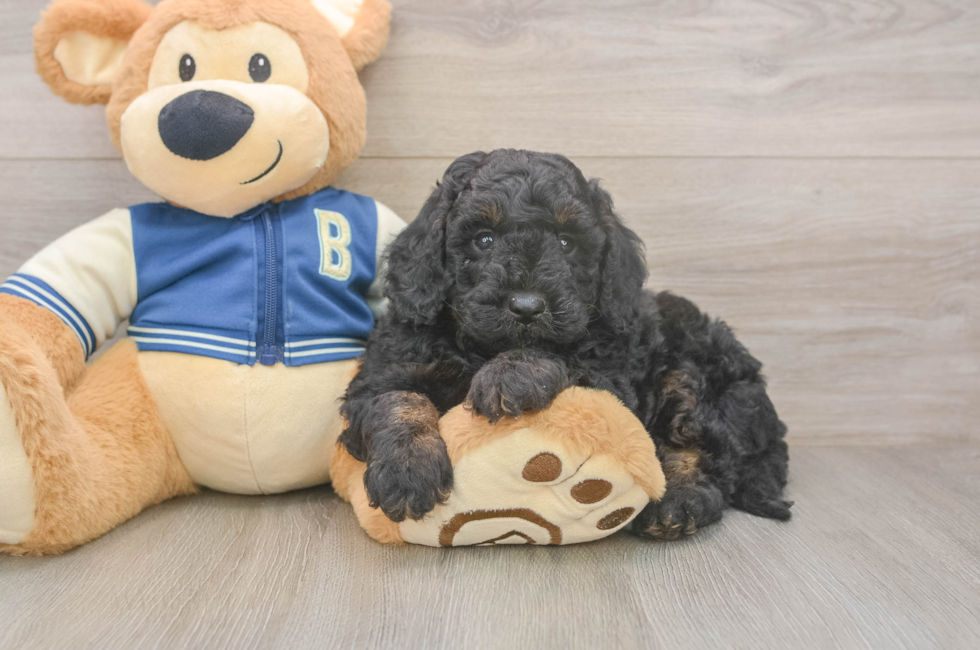 5 week old Mini Bernedoodle Puppy For Sale - Simply Southern Pups