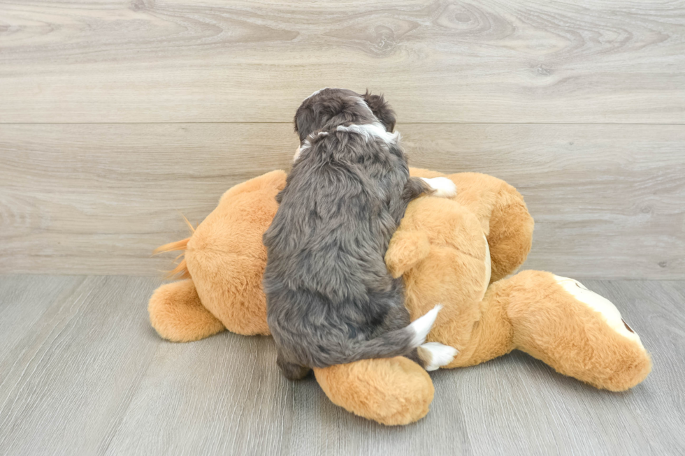 Cute Mini Bernedoodle Baby