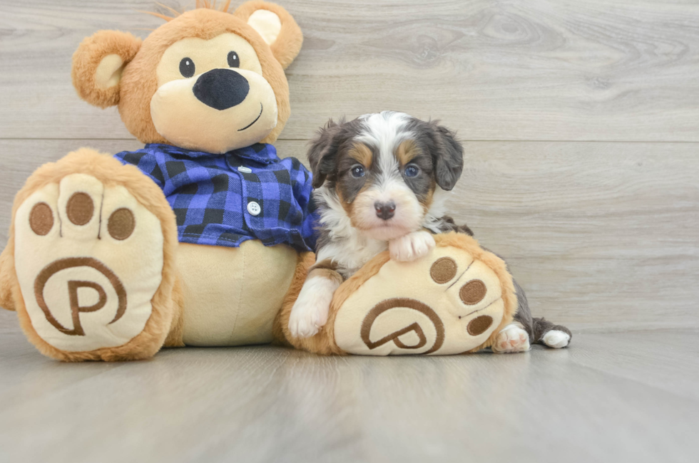 5 week old Mini Bernedoodle Puppy For Sale - Simply Southern Pups