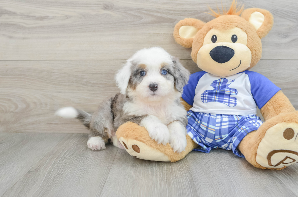 6 week old Mini Bernedoodle Puppy For Sale - Simply Southern Pups